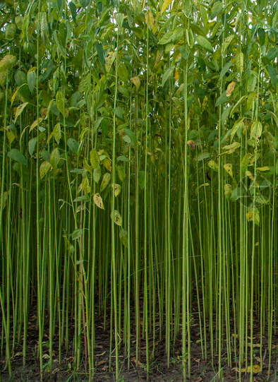 plant-based jute